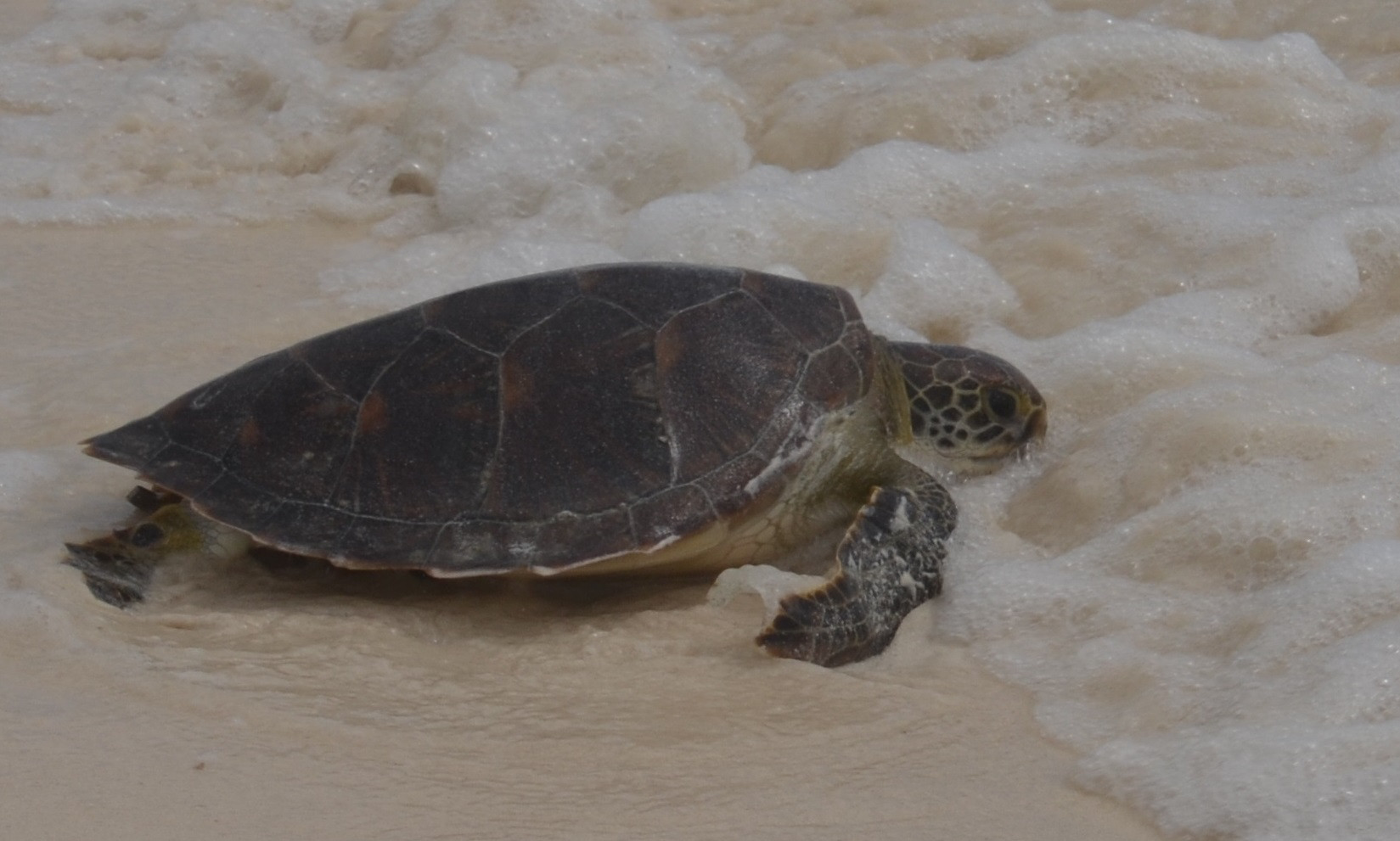 AGA Schildkröten Paket 