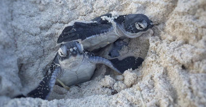  AGA Schildkröten Paket 