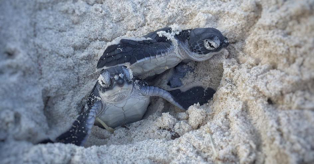 AGA Schildkrötenfigur   AGA Schildkrötenfigur