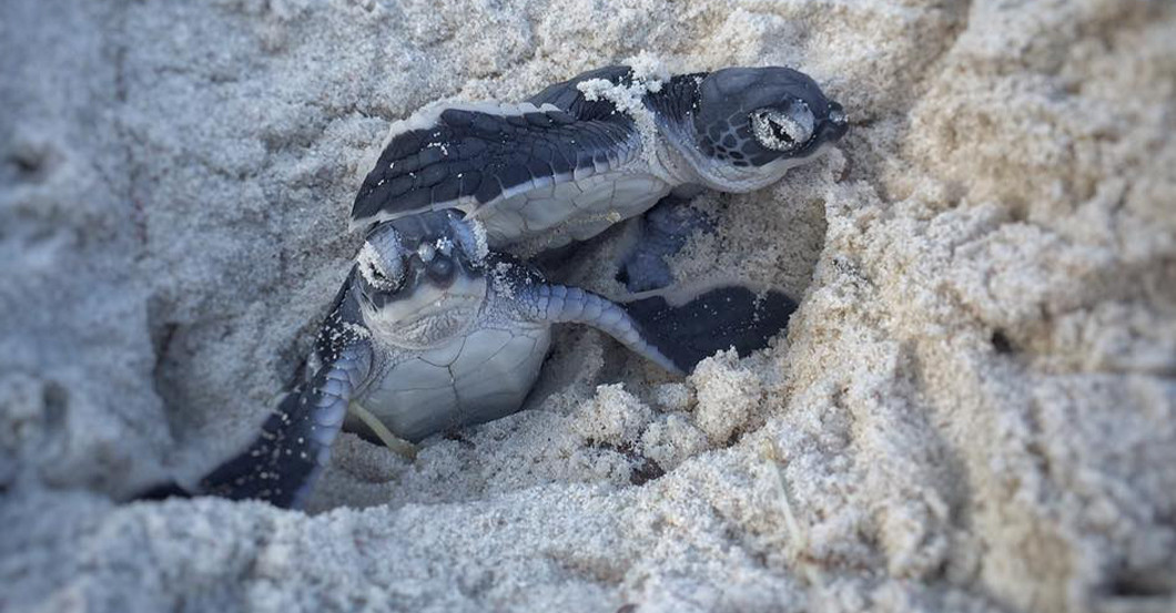 AGA Schildkrötennest Buch 