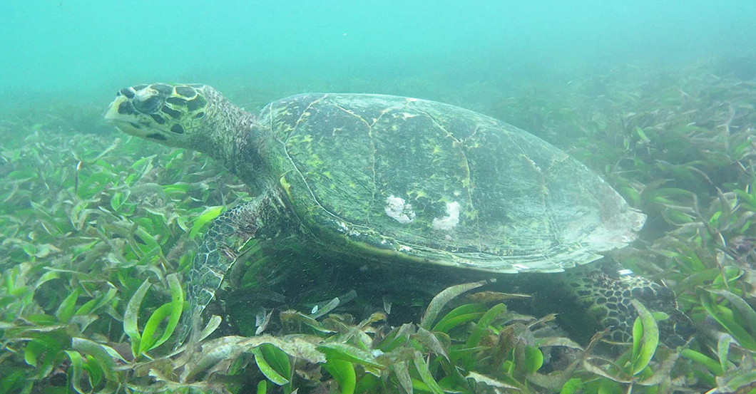  AGA Tauchen Turtle Bay 