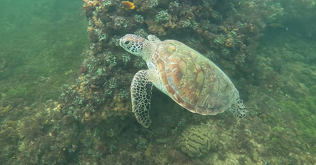  AGA Tauchen Turtle Bay 