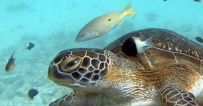  AGA Tauchen Turtle Bay 