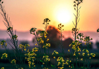  ASB Kräuterwanderung  