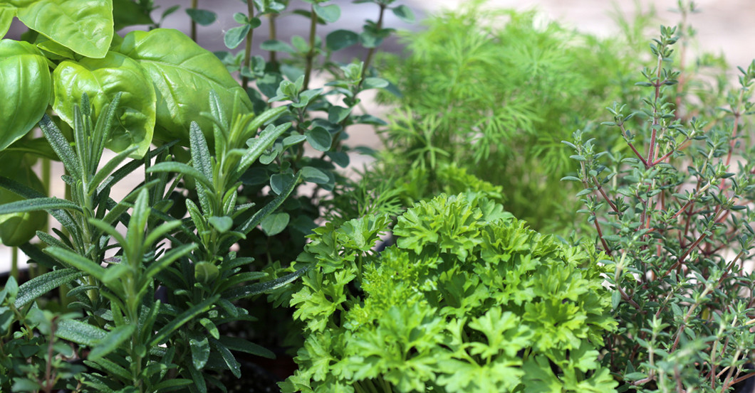 ASB Kräuterwanderung    ASB Kräuterwanderung