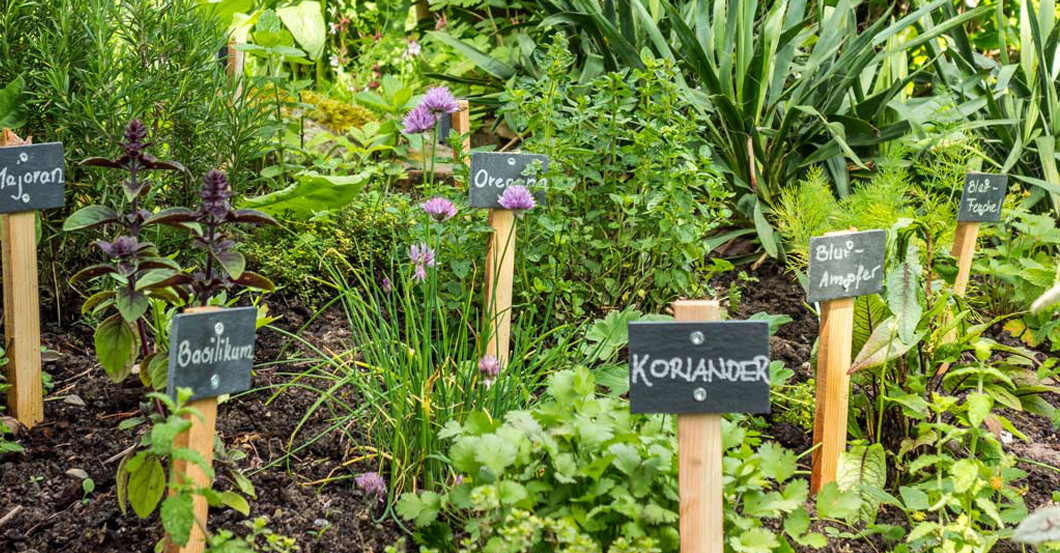 ASB Kräuterwanderung    ASB Kräuterwanderung