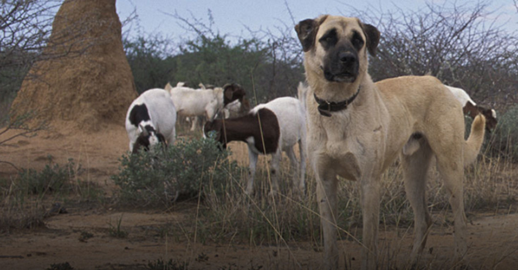  Buch Jaenicke Herdeschutz 