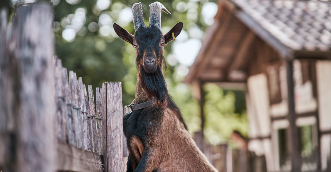 Call Hennes   Call Hennes