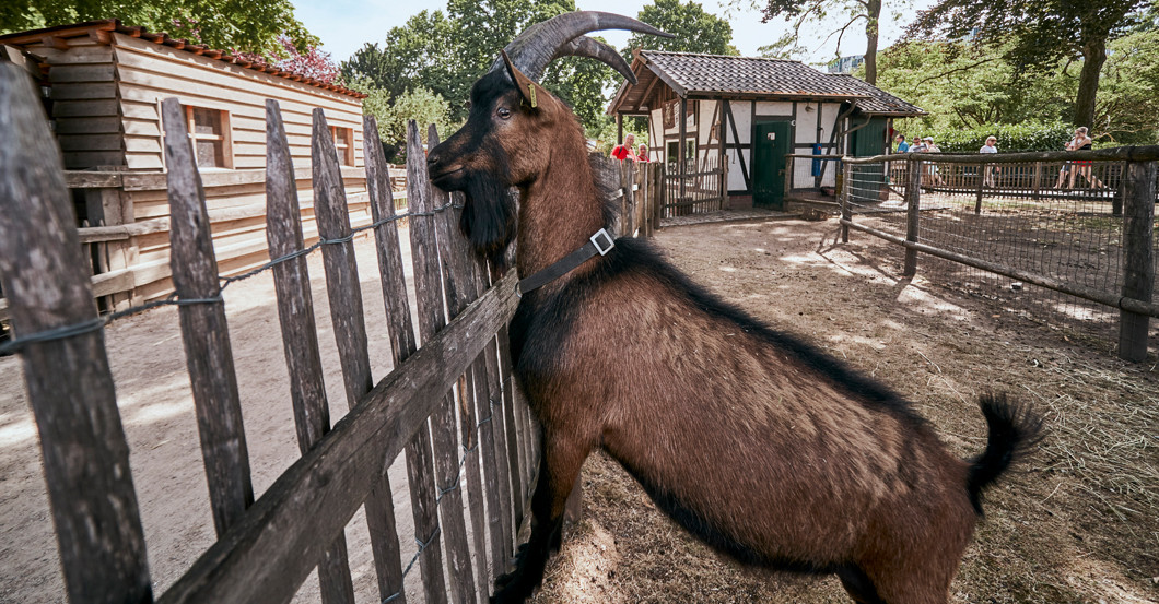 Call Hennes   Call Hennes