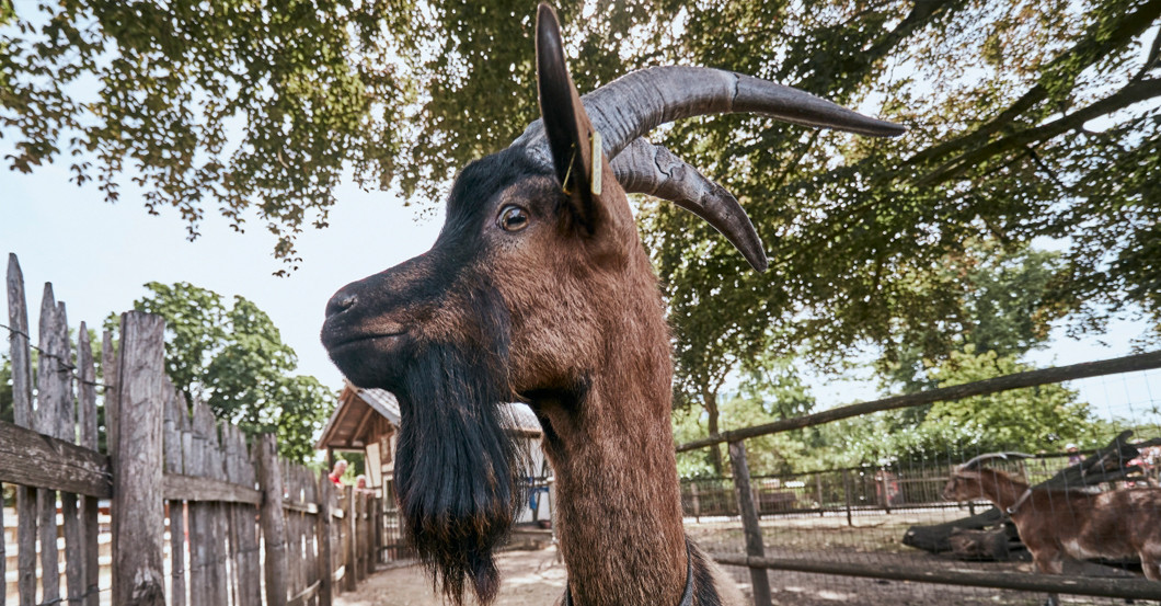 Call Hennes   Call Hennes