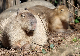  Capybara Karlsruhe 