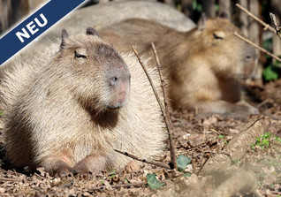  Capybara Karlsruhe 