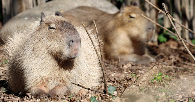  Capybara Karlsruhe 