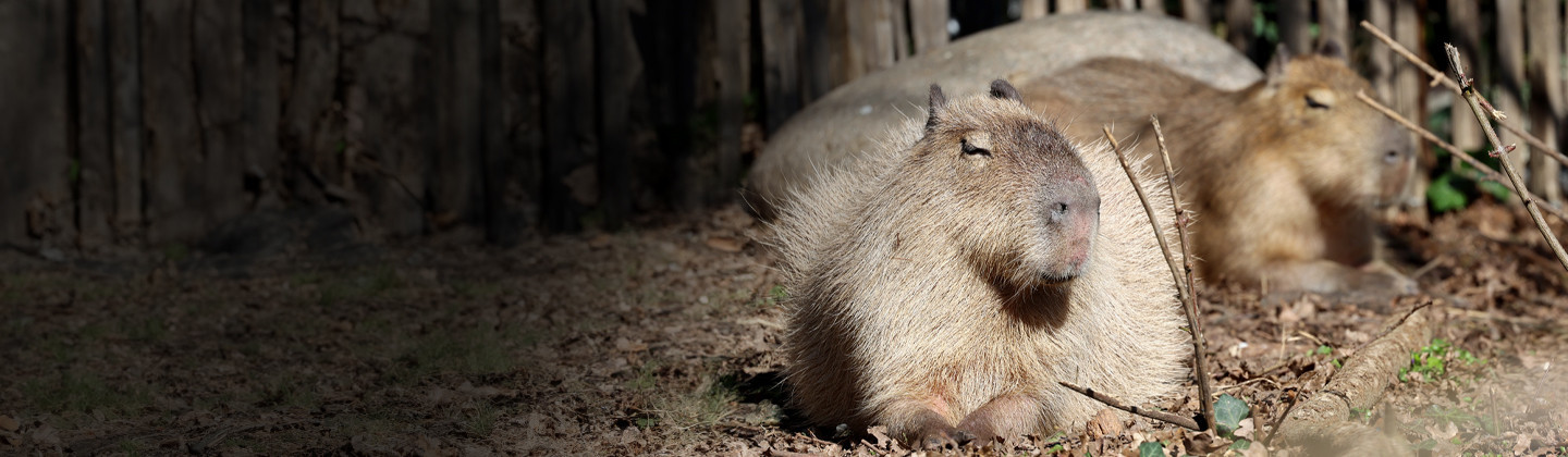  Capybara Karlsruhe 