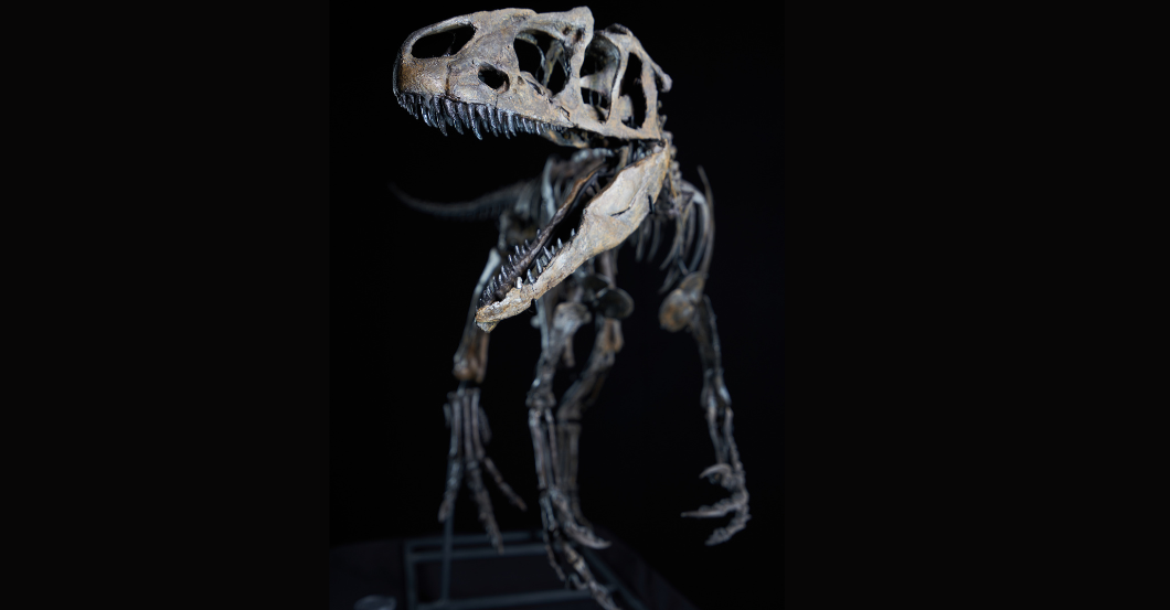 Dinosaurier Erlebnis   Dinosaurier Erlebnis