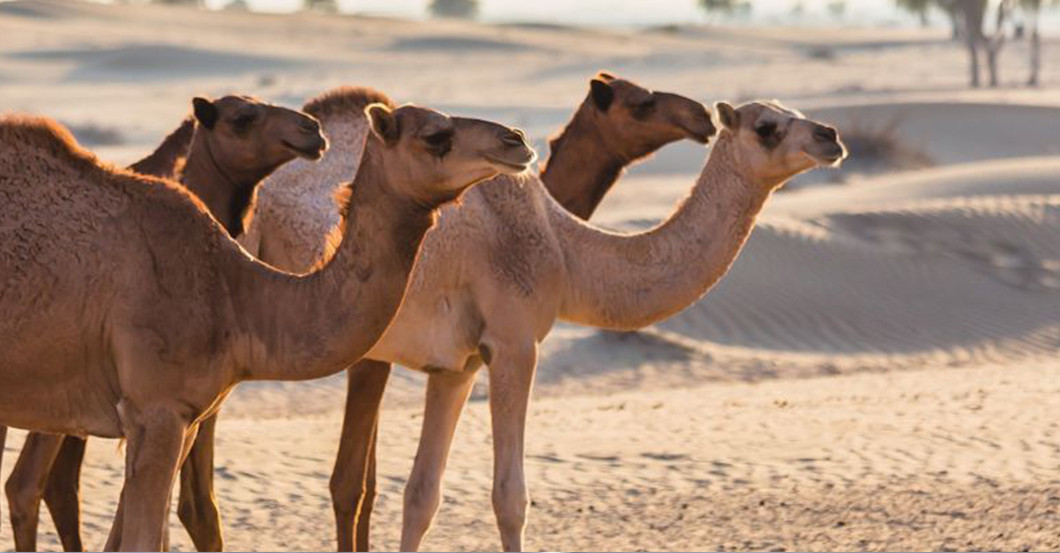 Dubai Flüge Eurowings   Dubai Flüge Eurowings