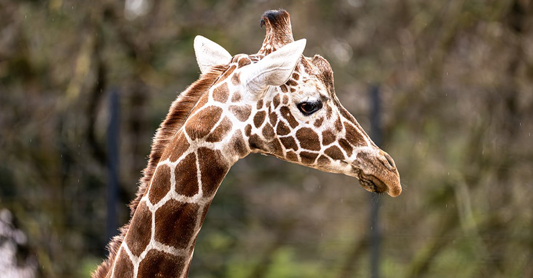 DV Giraffe Treffen   DV Giraffe Treffen