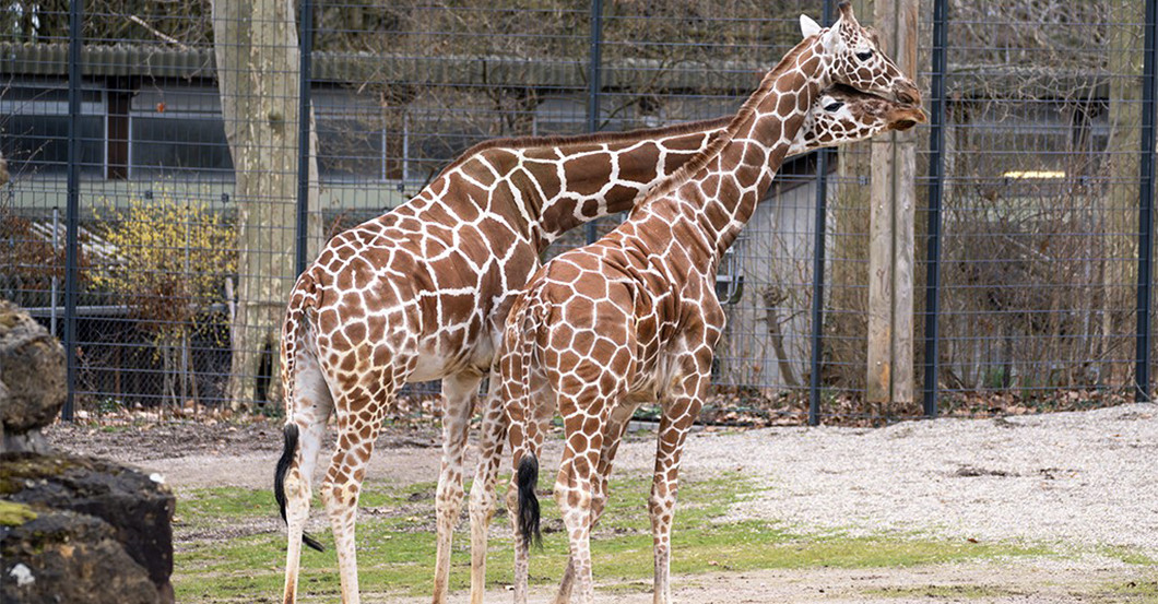 DV Giraffe Treffen   DV Giraffe Treffen