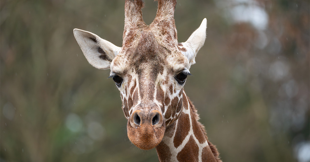 DV Giraffe Treffen   DV Giraffe Treffen