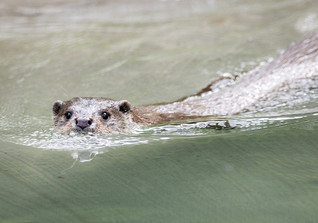  DV Lieblingstier Treffen 