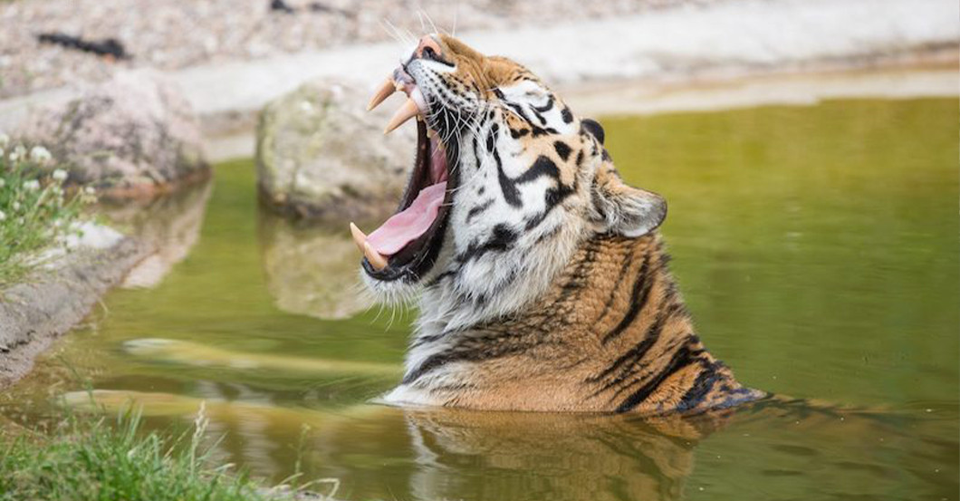  DV Lieblingstier Treffen 