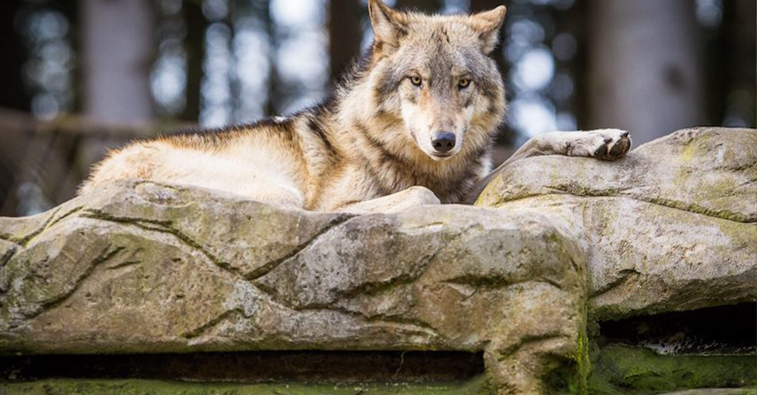  DV Lieblingstier Treffen 