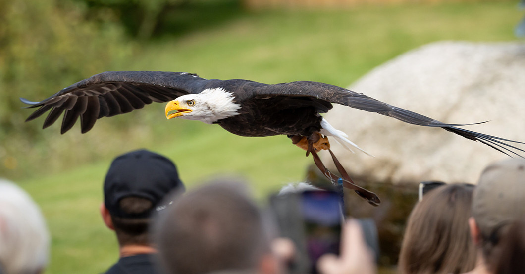  DV Lieblingstier Treffen 