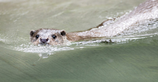  DV Lieblingstier Treffen 