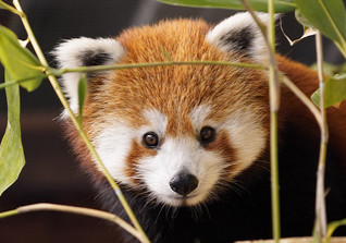  DV Rote Pandas Treffen 