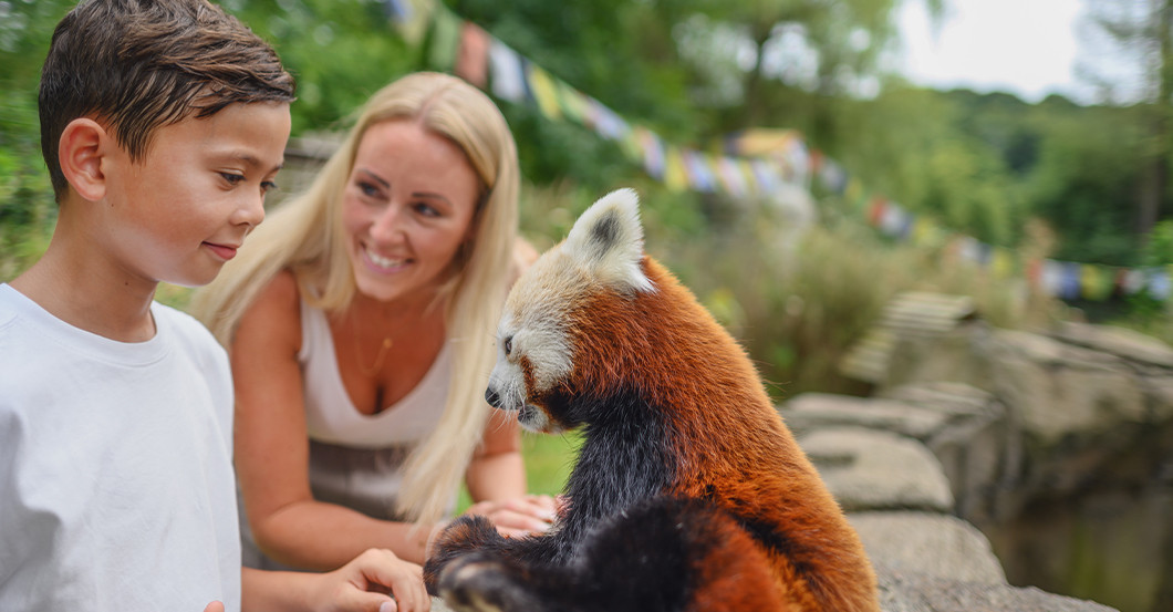  DV Rote Pandas Treffen 