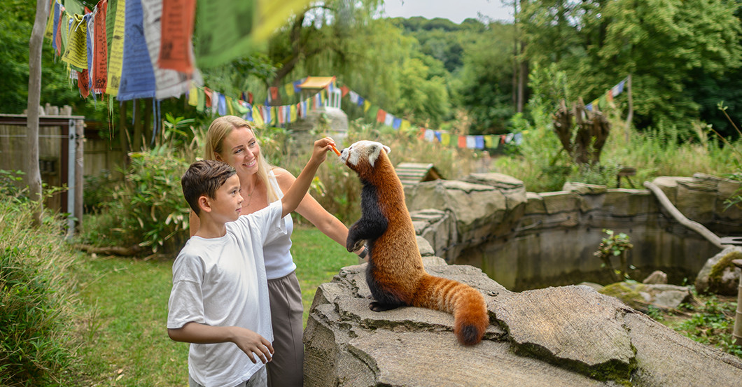  DV Rote Pandas Treffen 