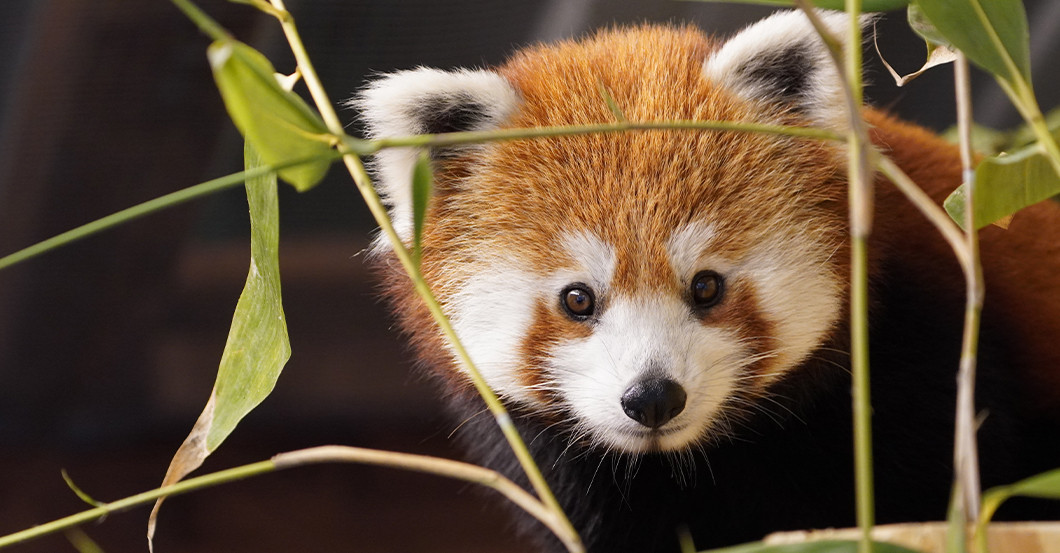  DV Rote Pandas Treffen 