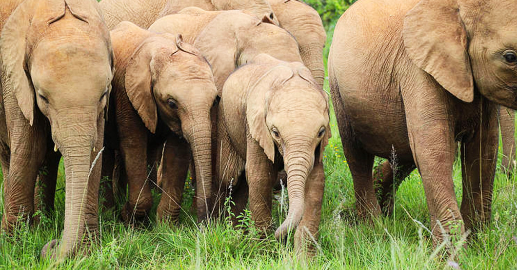  Elefantenpate Schmuck  