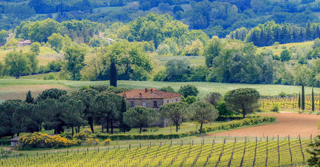 Fattoria La Vialla   Fattoria La Vialla