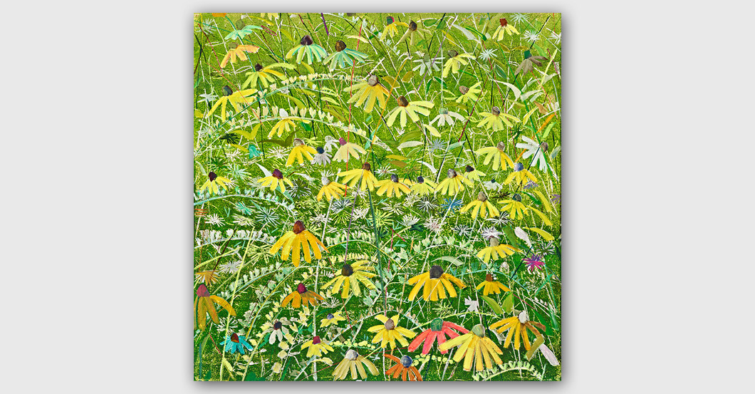 Gelber Sonnenhut   Gelber Sonnenhut