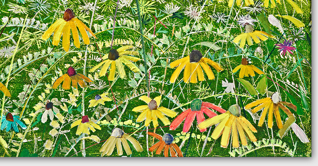 Gelber Sonnenhut   Gelber Sonnenhut