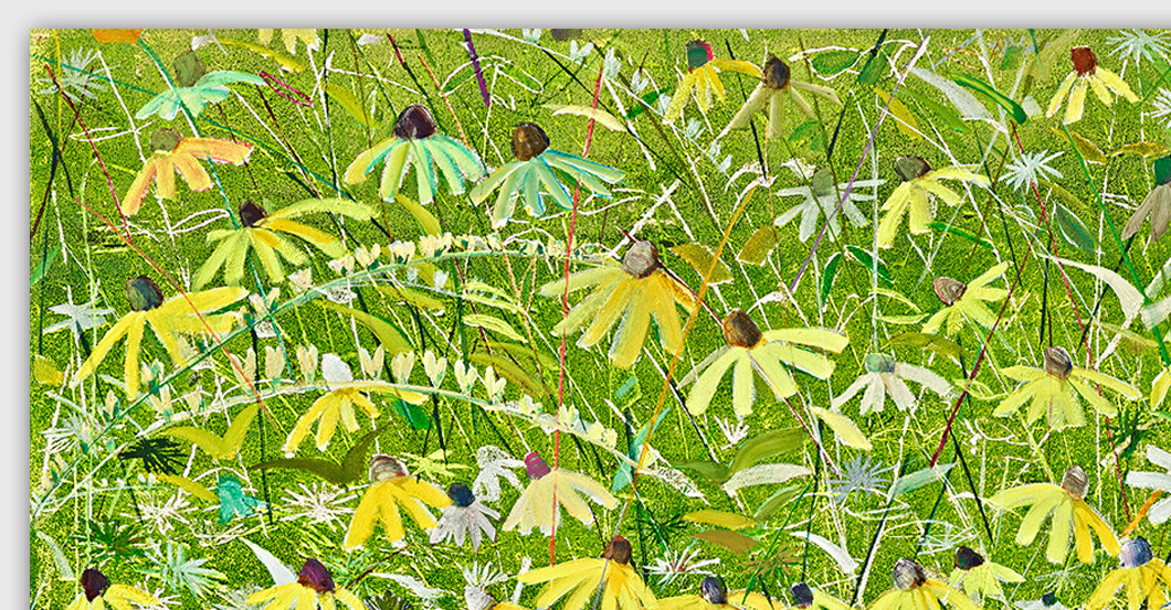 Gelber Sonnenhut   Gelber Sonnenhut