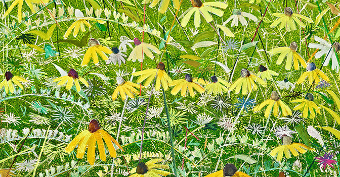 Gelber Sonnenhut   Gelber Sonnenhut