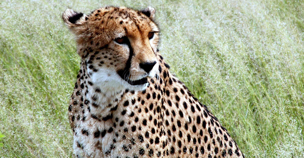  Geparden-Sendehalsband 