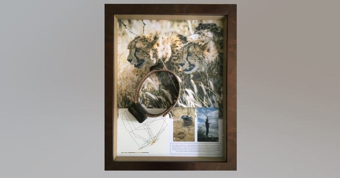  Geparden-Sendehalsband 