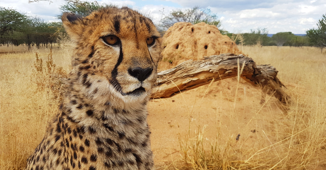  Gepardenpate Schmuck 