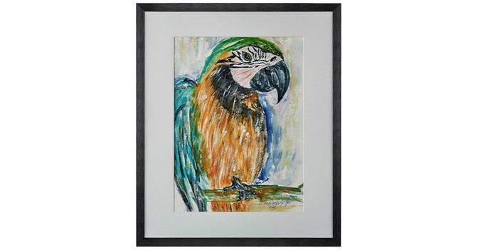 GF Kleedorfer Papagei   GF Kleedorfer Papagei