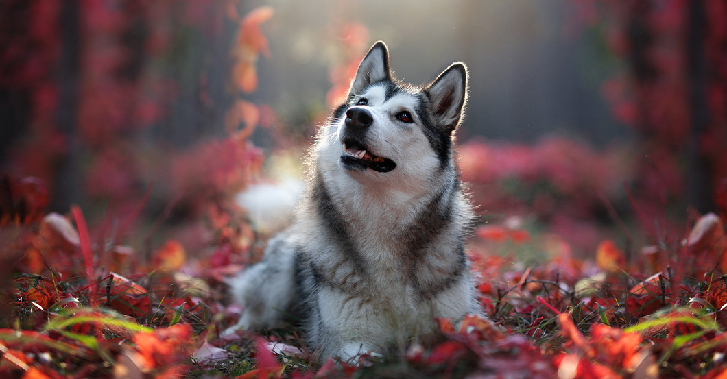GF Shooting Petra Wentner   GF Shooting Petra Wentner