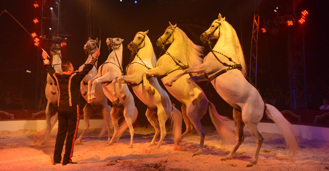 GF Starlight Louis Knie   GF Starlight Louis Knie