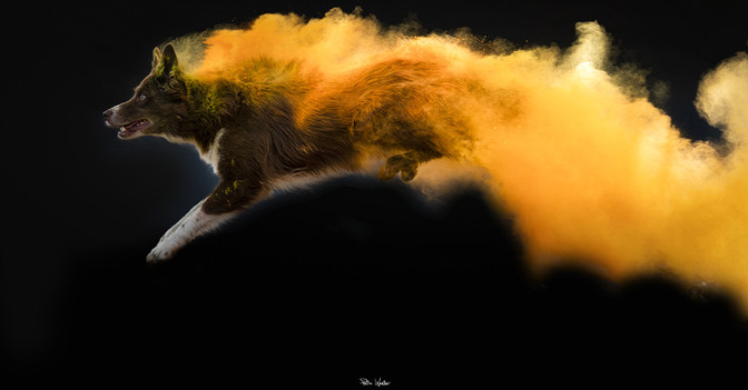 GF Tier-Fotografie   GF Tier-Fotografie