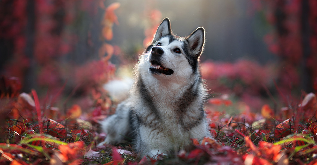 GF Tierfotografie   GF Tierfotografie