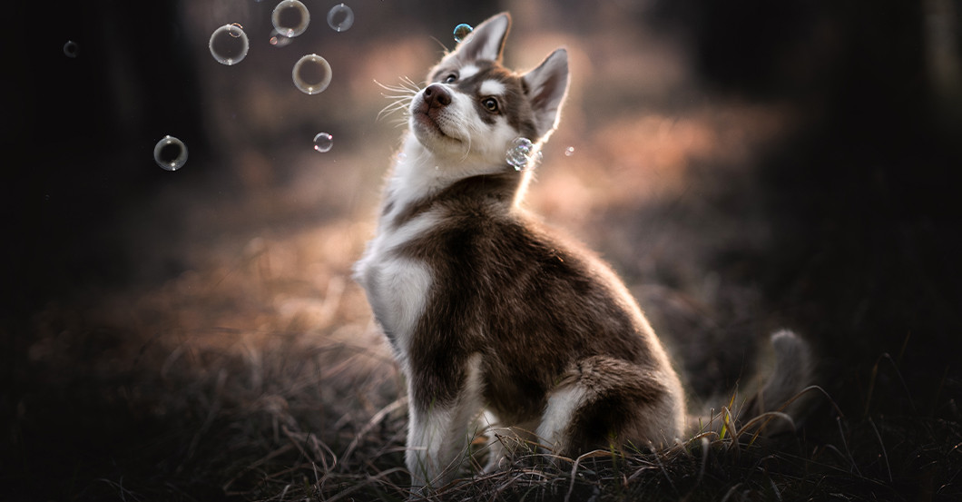 GF Tierfotografie   GF Tierfotografie