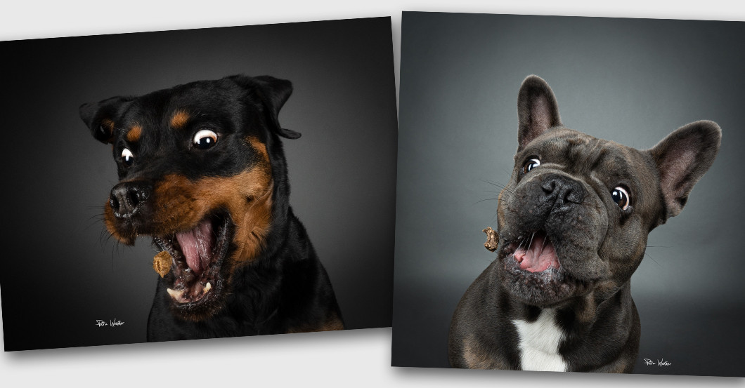 GF Tierfotografie   GF Tierfotografie