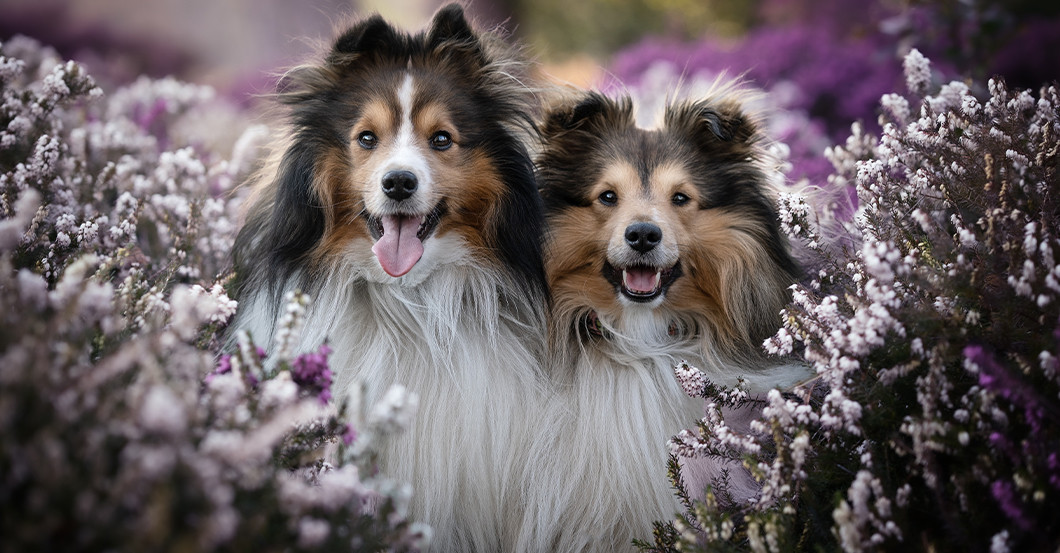 GF Tierfotografie   GF Tierfotografie