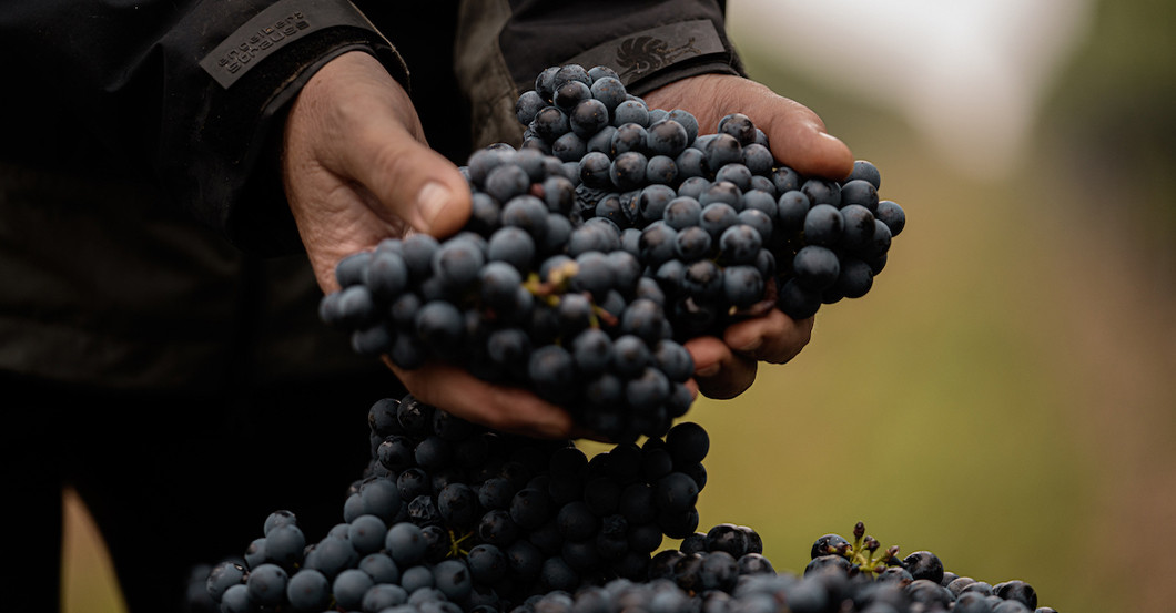 GF vergoldeter Wein   GF vergoldeter Wein